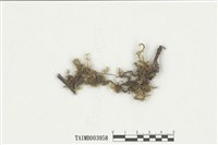 藏品(耳平苔)的圖片